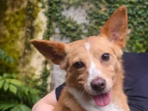Cachorro raça SRD-ViraLata idade 5 anos nome Aya
