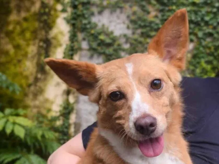 Cachorro raça SRD-ViraLata idade 5 anos nome Aya e Júnior 