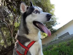 Cachorro raça Husky Siberiano idade 4 anos nome Lobo