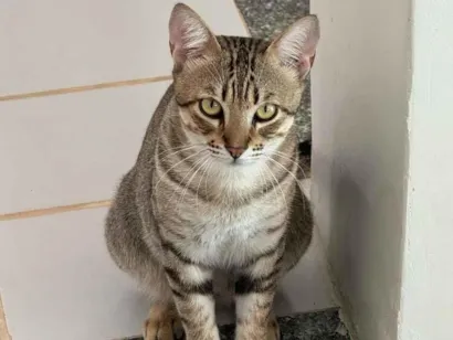 Gato raça SRD-ViraLata idade 2 anos nome Luk