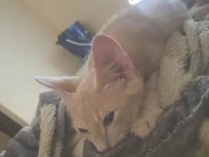 Gato raça SRD-ViraLata idade 2 a 6 meses nome Xaninha