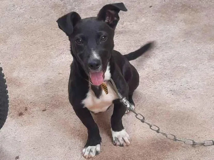 Cachorro raça SRD-ViraLata idade 7 a 11 meses nome Thor