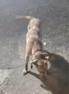 Cachorro raça SRD-ViraLata idade 1 ano nome Estrela