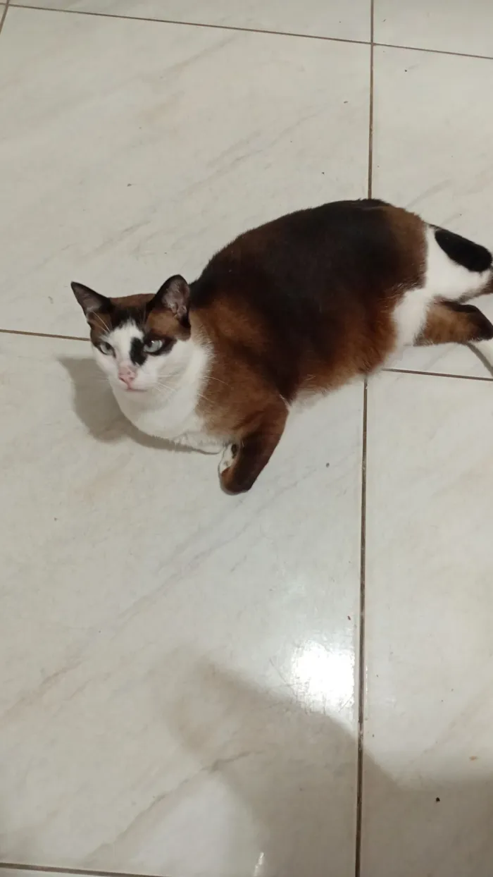 Gato raça SRD-ViraLata idade 4 anos nome Mimi