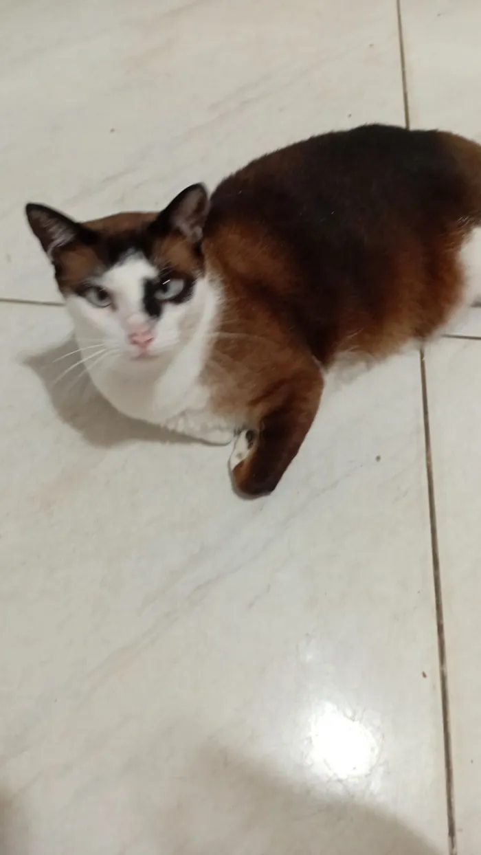 Gato raça SRD-ViraLata idade 4 anos nome Mimi