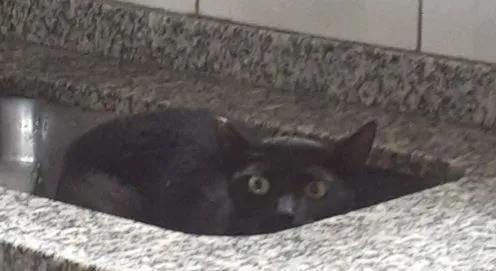 Gato raça SRD-ViraLata idade 1 ano nome sofia