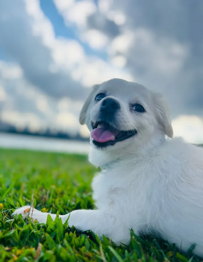 Cachorro raça SRD-ViraLata idade 6 ou mais anos nome Piper