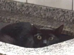 Gato raça SRD-ViraLata idade 2 anos nome Sofia 