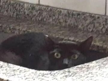 Gato raça SRD-ViraLata idade 2 anos nome Sofia 