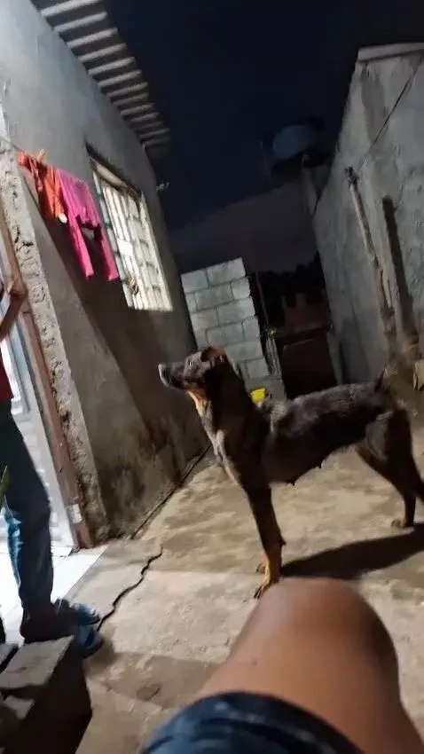 Cachorro raça SRD-ViraLata idade 1 ano nome " laila"