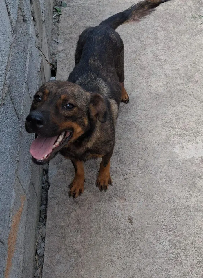 Cachorro raça SRD-ViraLata idade 1 ano nome " laila"