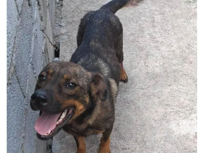 Cachorro raça SRD-ViraLata idade 1 ano nome " laila"