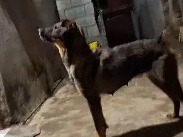 Cachorro raça SRD-ViraLata idade 1 ano nome " laila"