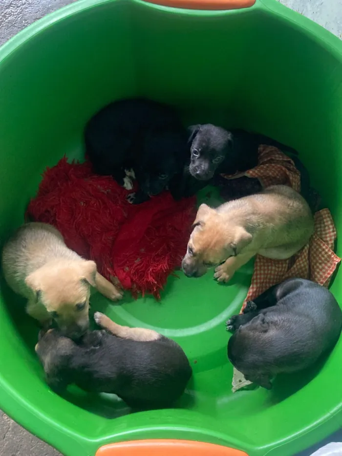 Cachorro raça SRD-ViraLata idade Abaixo de 2 meses nome Tainara 