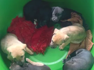 Cachorro raça SRD-ViraLata idade Abaixo de 2 meses nome Tainara 