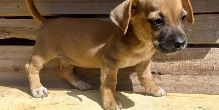 Cachorro raça SRD-ViraLata idade Abaixo de 2 meses nome Patota