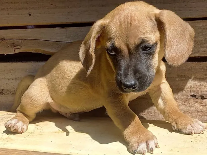 Cachorro raça SRD-ViraLata idade Abaixo de 2 meses nome Patota