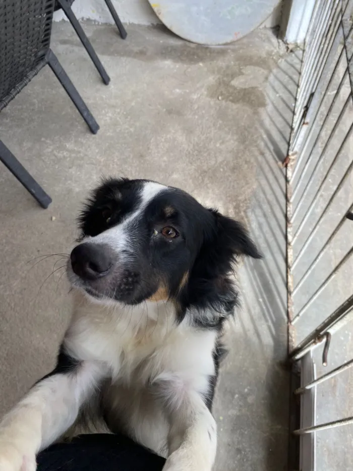 Cachorro raça SRD-ViraLata idade 2 a 6 meses nome nino