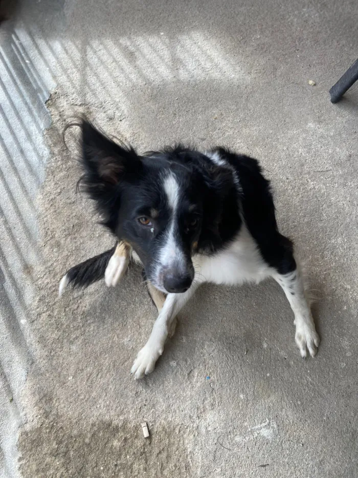 Cachorro raça SRD-ViraLata idade 2 a 6 meses nome nino
