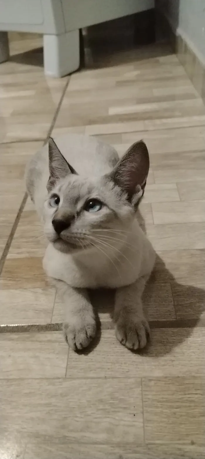 Gato raça Siamês idade 1 ano nome Paulo 