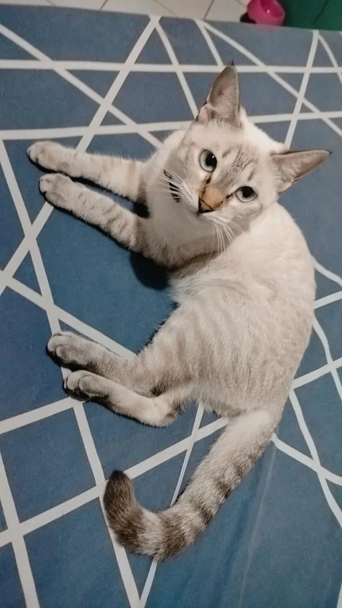 Gato raça Siamês idade 1 ano nome Paulo 
