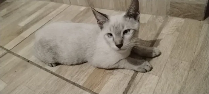 Gato raça Siamês idade 1 ano nome Paulo 