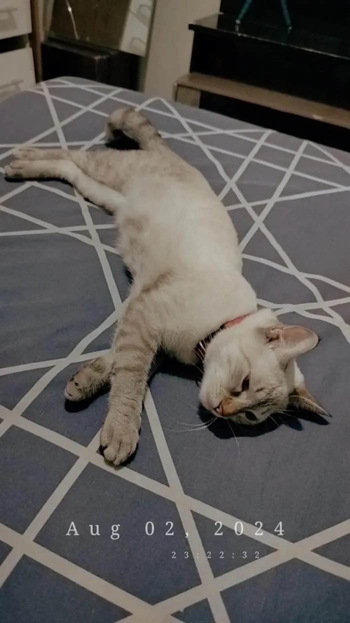 Gato raça Siamês idade 1 ano nome Paulo 