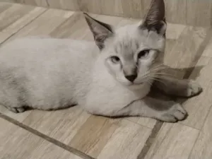 Gato raça Siamês idade 1 ano nome Paulo 