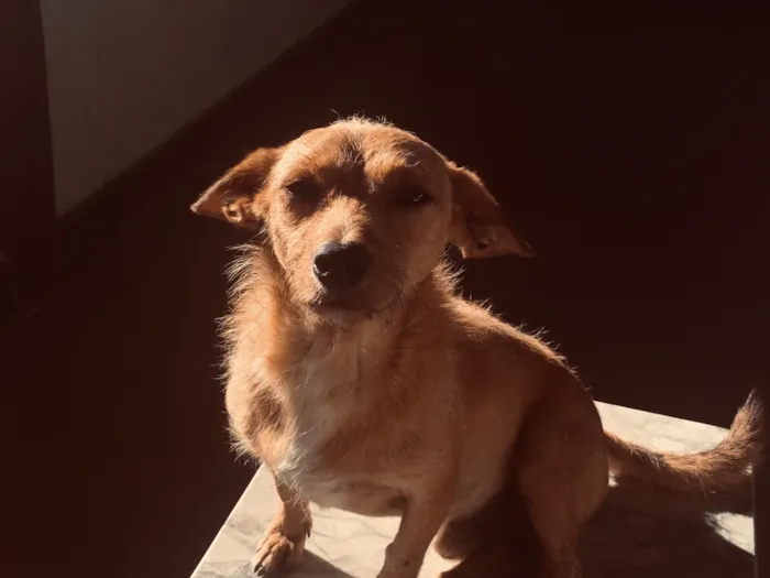 Cachorro raça SRD-ViraLata idade 2 anos nome luke