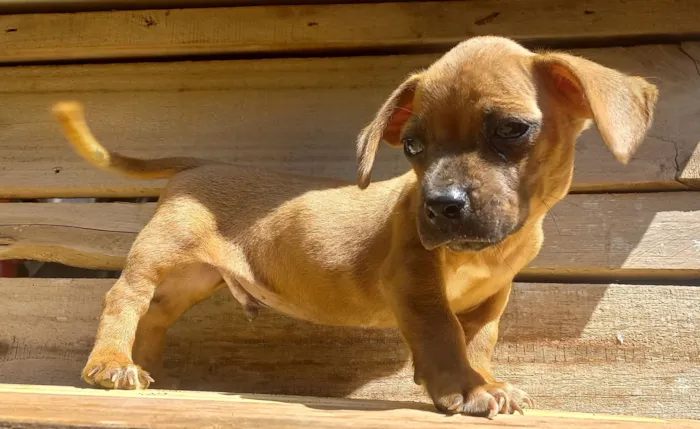 Cachorro raça SRD-ViraLata idade Abaixo de 2 meses nome Patota