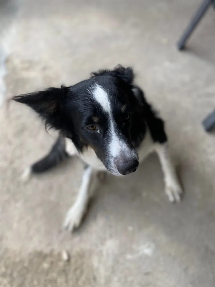 Cachorro raça SRD-ViraLata idade 2 a 6 meses nome nino