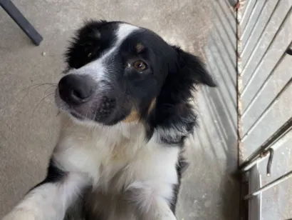 Cachorro raça SRD-ViraLata idade 2 a 6 meses nome nino