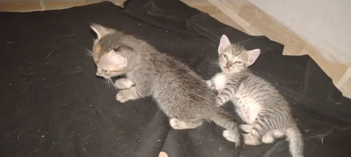 Gato raça SRD-ViraLata idade Abaixo de 2 meses nome Paullo