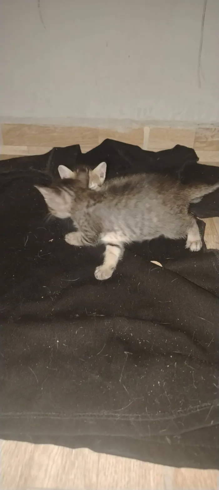 Gato raça SRD-ViraLata idade Abaixo de 2 meses nome Paullo 