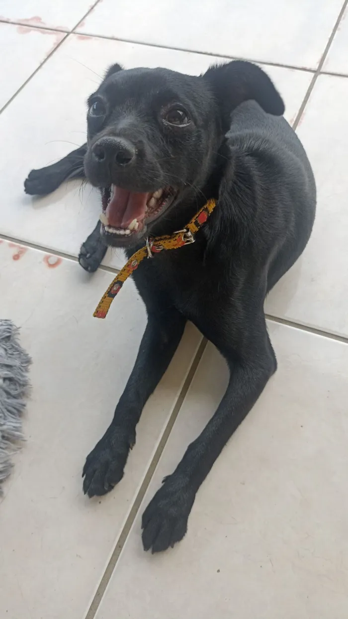 Cachorro raça SRD-ViraLata idade 1 ano nome Amora