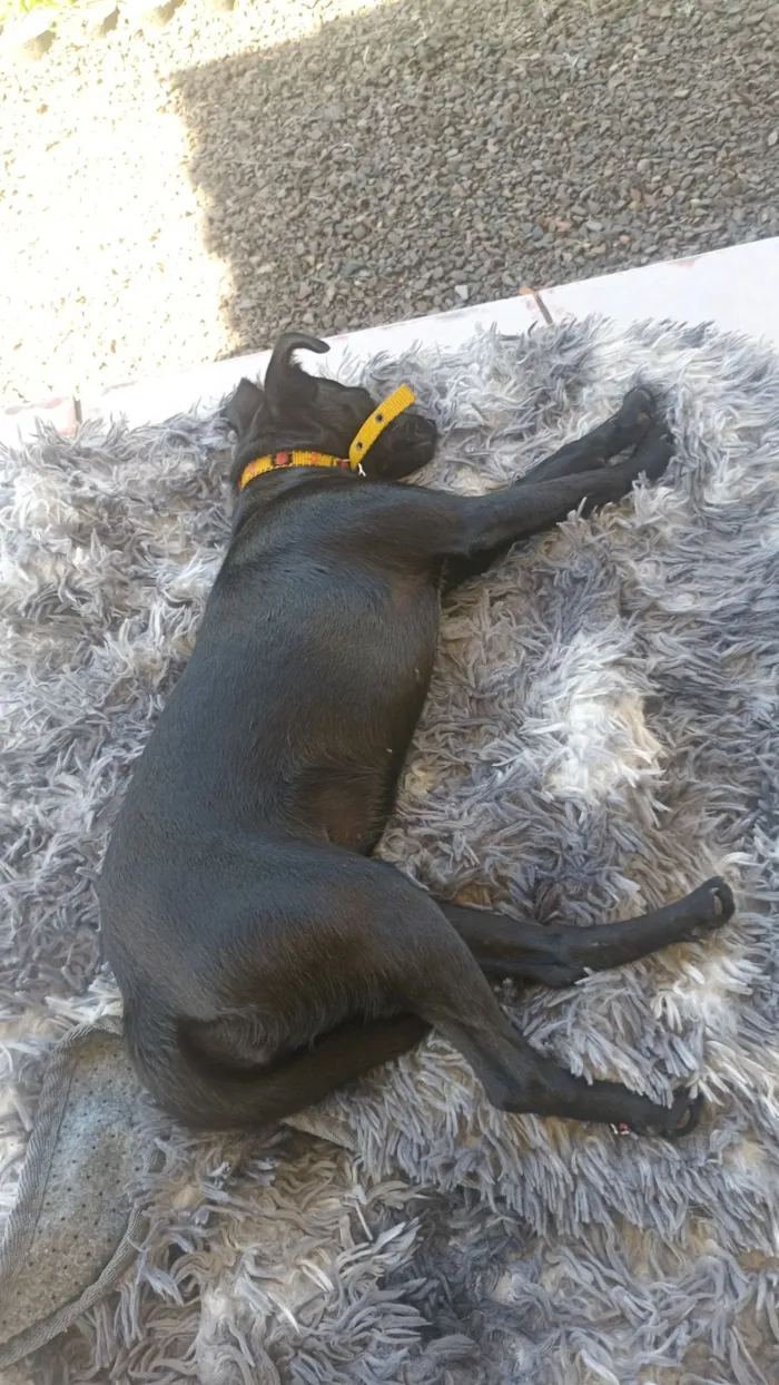 Cachorro raça SRD-ViraLata idade 1 ano nome Amora