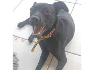 Cachorro raça SRD-ViraLata idade 1 ano nome Amora