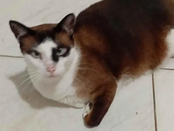 Gato raça SRD-ViraLata idade 4 anos nome Mimi