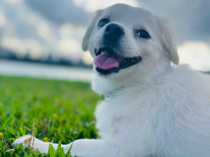 Cachorro raça SRD-ViraLata idade 6 ou mais anos nome Piper