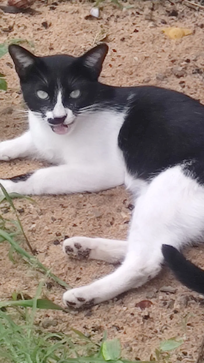 Gato raça SRD-ViraLata idade 7 a 11 meses nome Hermes