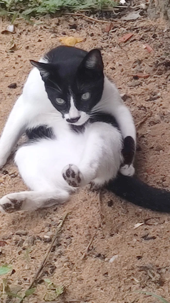 Gato raça SRD-ViraLata idade 7 a 11 meses nome Hermes