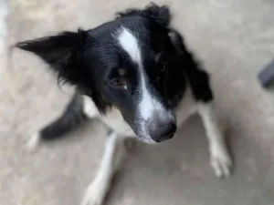 Cachorro raça SRD-ViraLata idade 2 a 6 meses nome nino