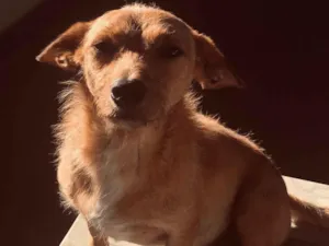 Cachorro raça SRD-ViraLata idade 2 anos nome luke