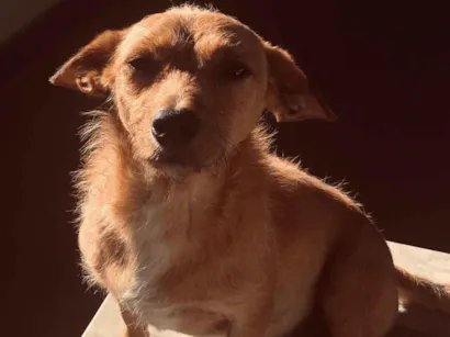 Cachorro raça SRD-ViraLata idade 2 anos nome luke