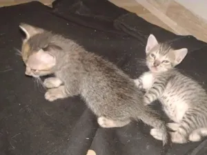 Gato raça SRD-ViraLata idade Abaixo de 2 meses nome Paullo