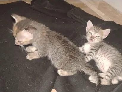 Gato raça SRD-ViraLata idade Abaixo de 2 meses nome Paullo 