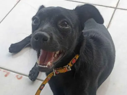 Cachorro raça SRD-ViraLata idade 1 ano nome Amora