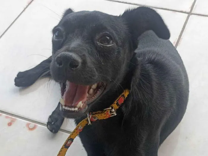 Cachorro raça SRD-ViraLata idade 1 ano nome Amora