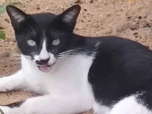 Gato raça SRD-ViraLata idade 7 a 11 meses nome Hermes