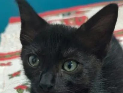 Gato raça SRD-ViraLata idade 2 a 6 meses nome Moana